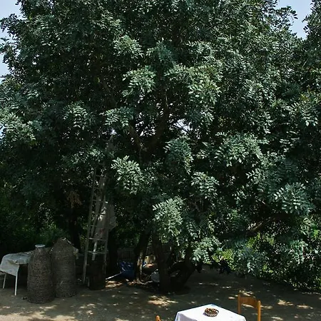 Daire Saplunara 4907a